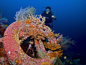 "Artificial Reef"

A tire carries new life. by Henry Jager 